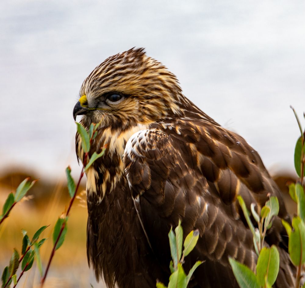 Photograph by Елена Данченко