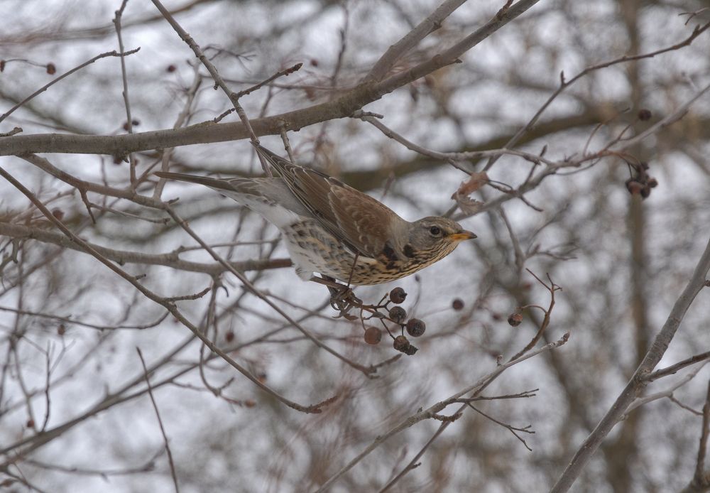 Photograph by Светлана Мельник