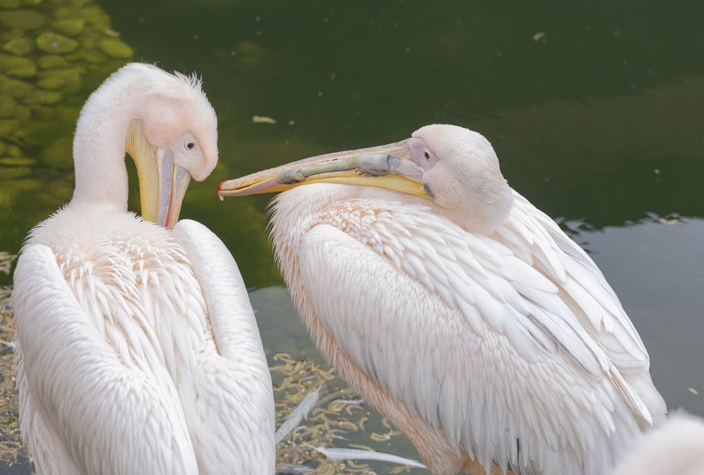 Photograph by Светлана Мельник