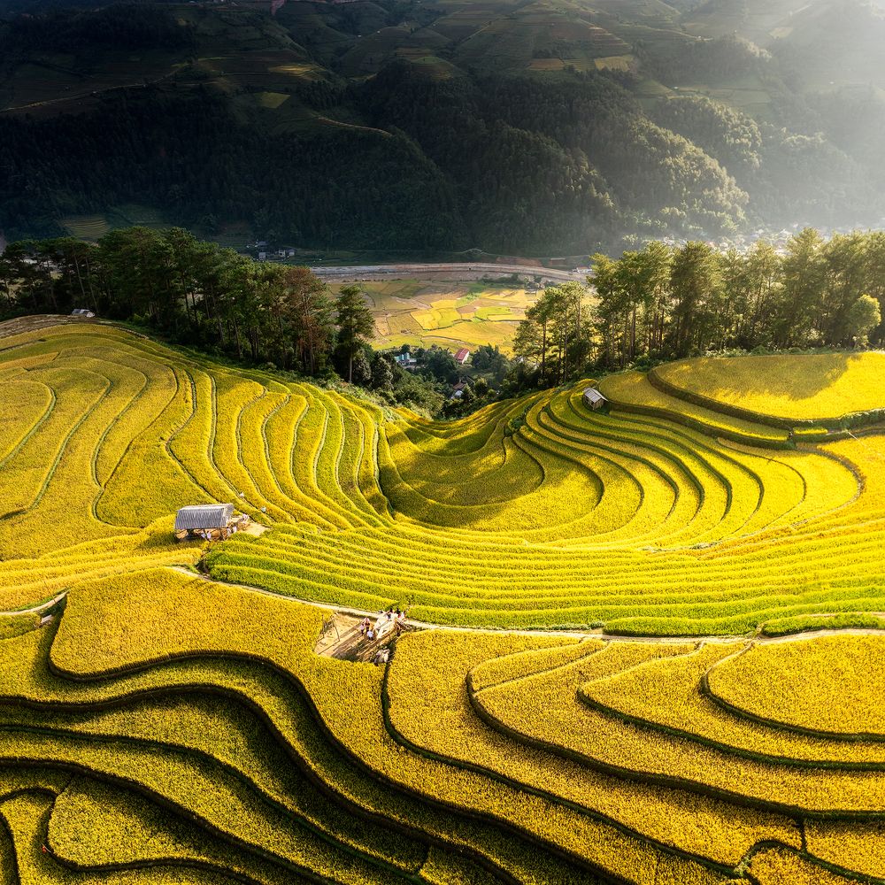 Golden Season in Sang Nhu 01