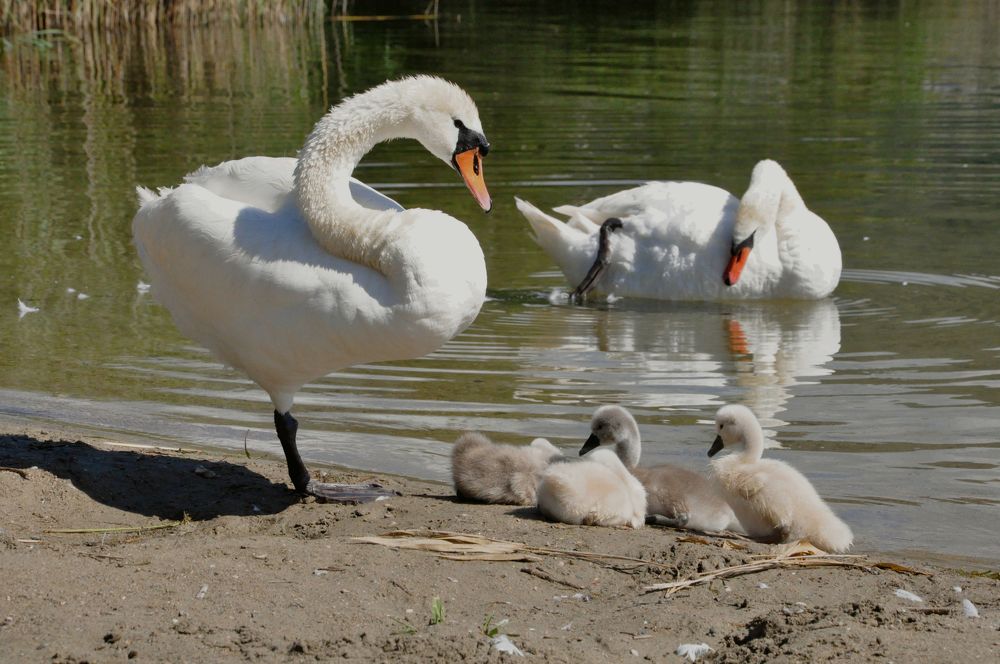 Photograph by Галина Лысых