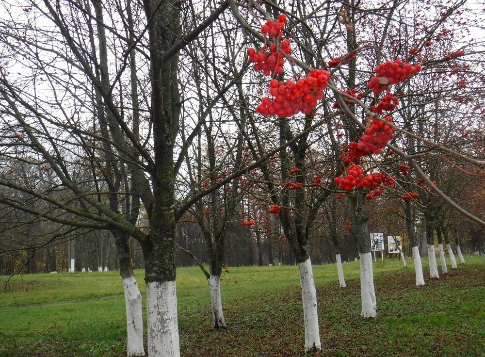 Photograph by Елена Сухорученкова