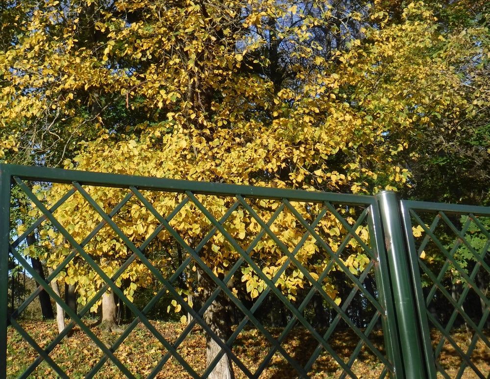 Photograph by Елена Сухорученкова