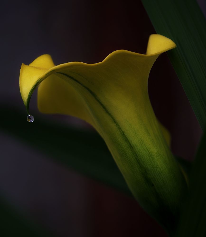 Photograph by Marina Krivitskaya