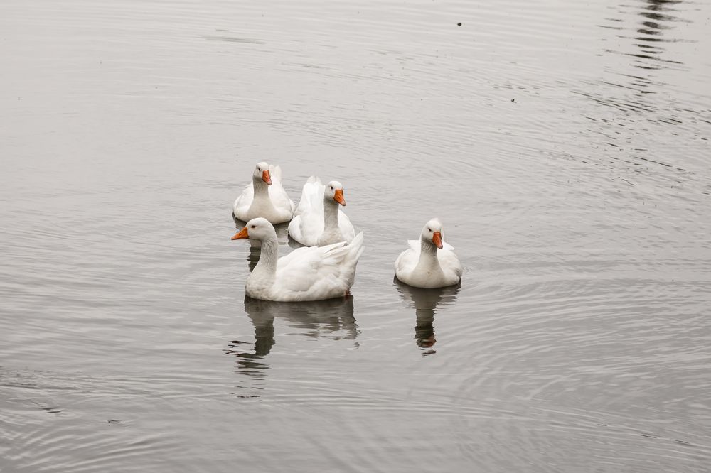 Photograph by Ольга Осинина