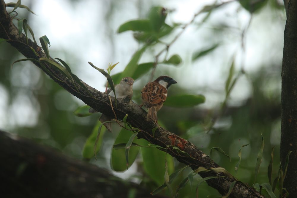 Family of Sparrow