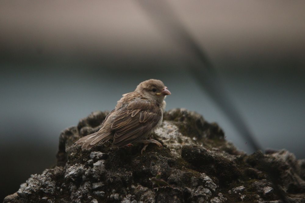 Little Sparrow