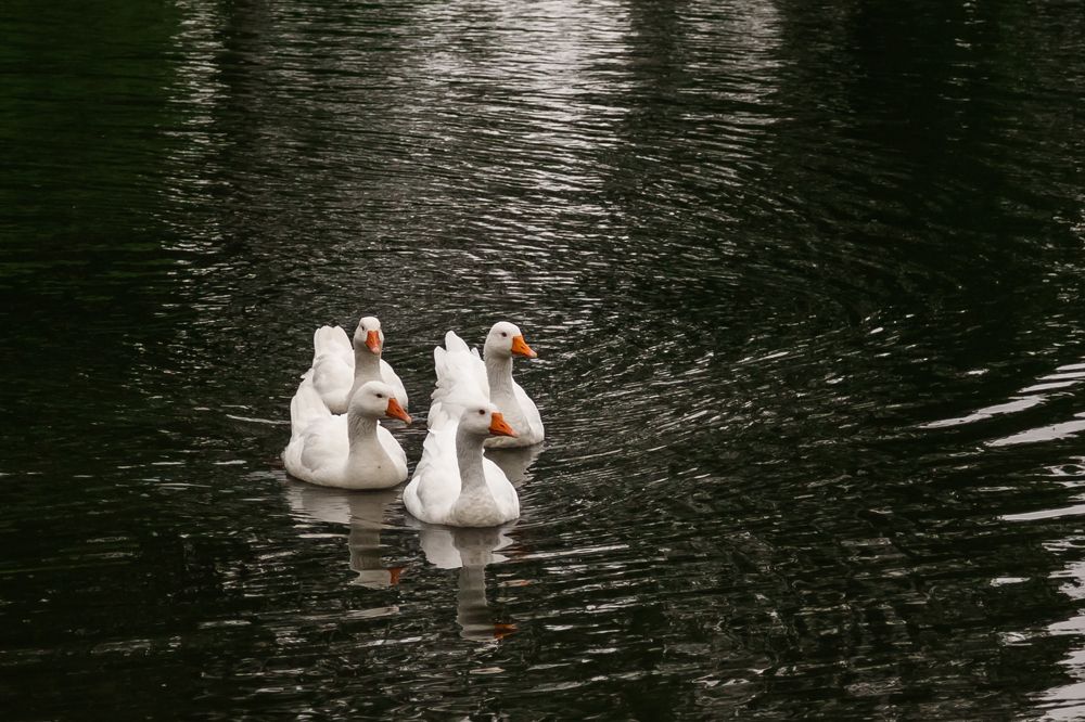 Photograph by Ольга Осинина