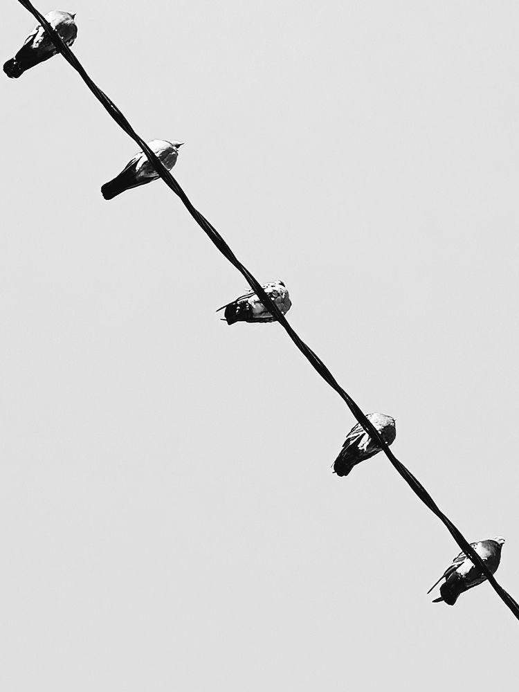 Photo #11157434