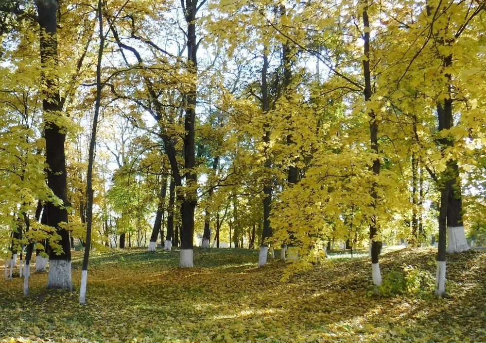 Photograph by Елена Сухорученкова