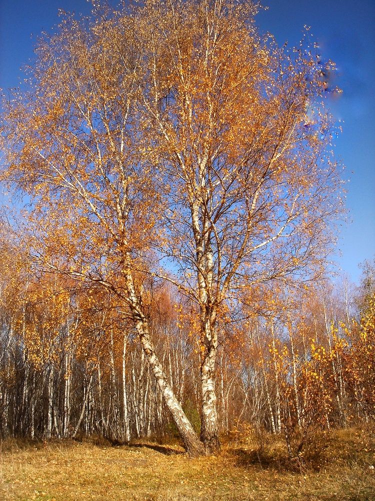 Береза