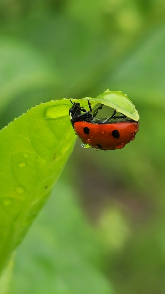 Фотография автора Ольга Быстрова