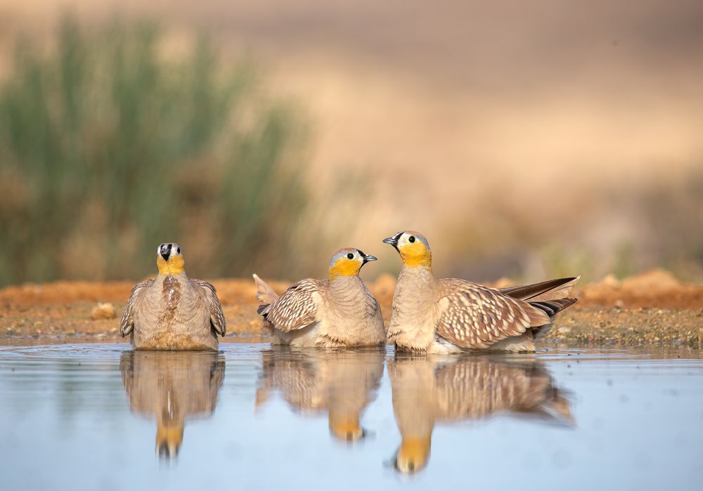 Фотография автора Lital Tzach Yona