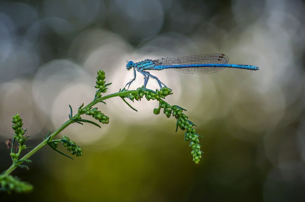 Photograph by Чепленко Алексей