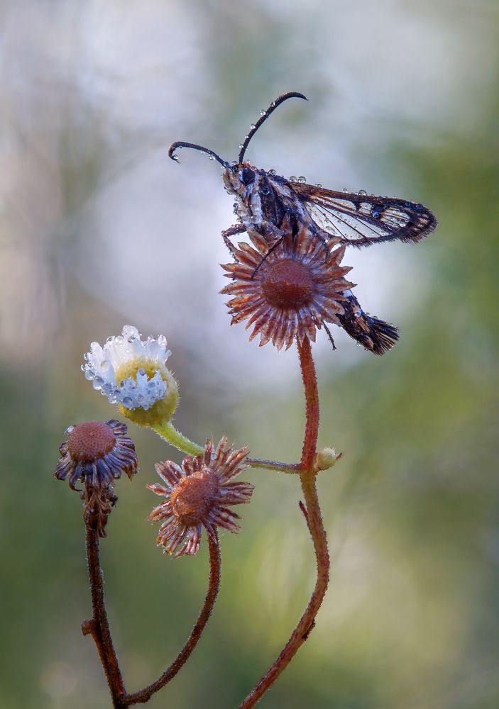 Photograph by Чепленко Алексей