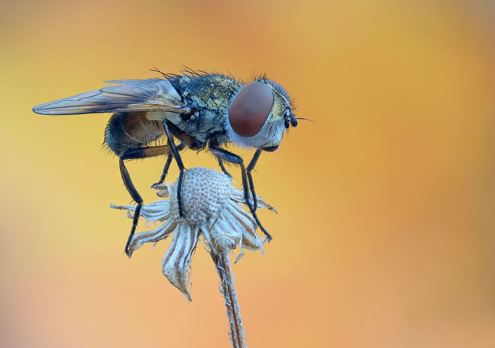 Photograph by Чепленко Алексей