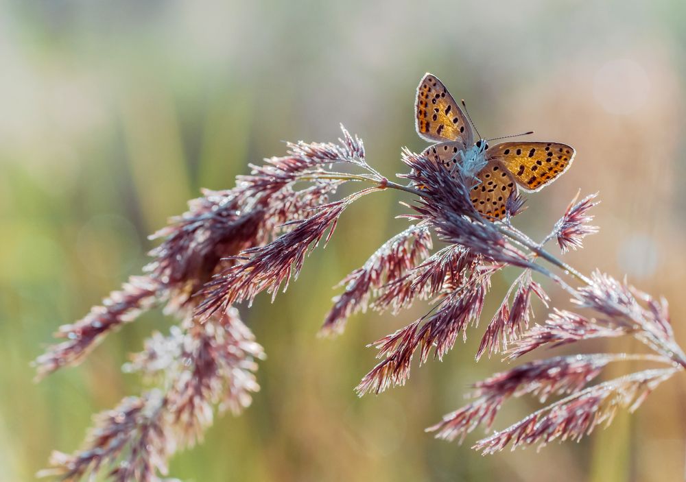 Photograph by Чепленко Алексей