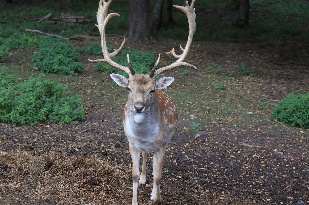 Photograph by Иван Скрипкин