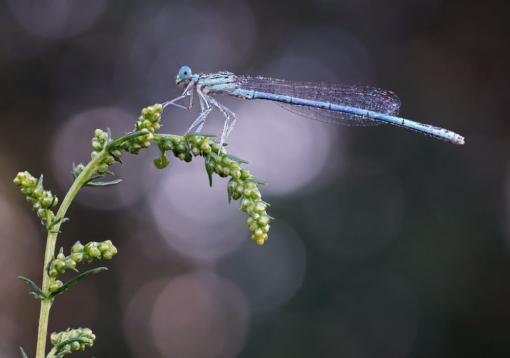 Photograph by Чепленко Алексей
