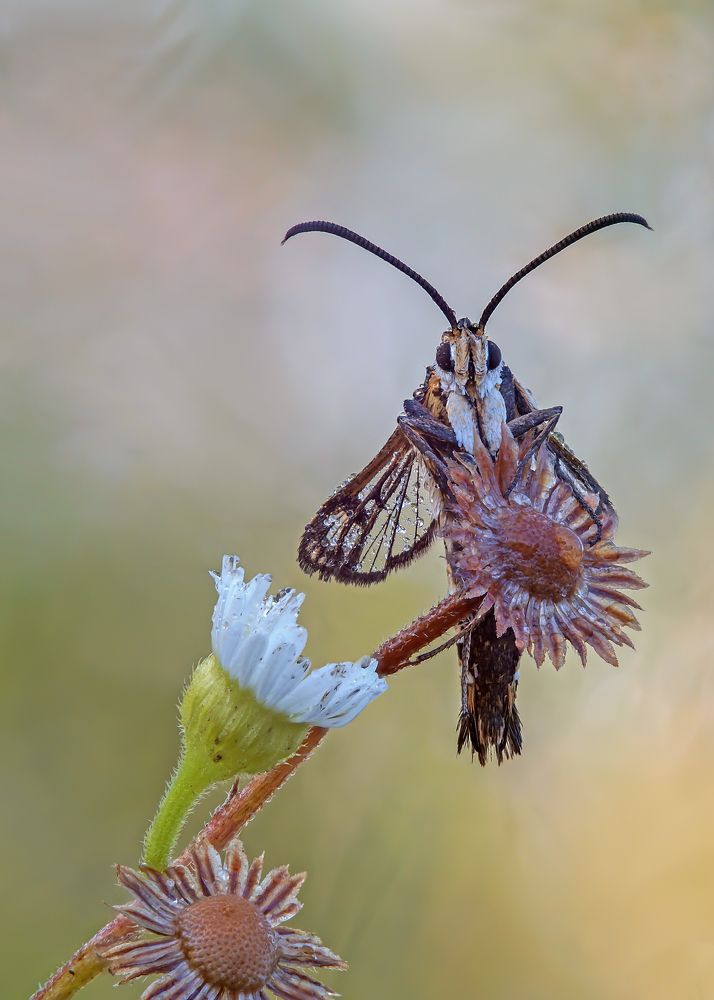 Photograph by Чепленко Алексей