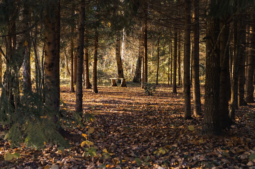 Photograph by Людмила Щепилова