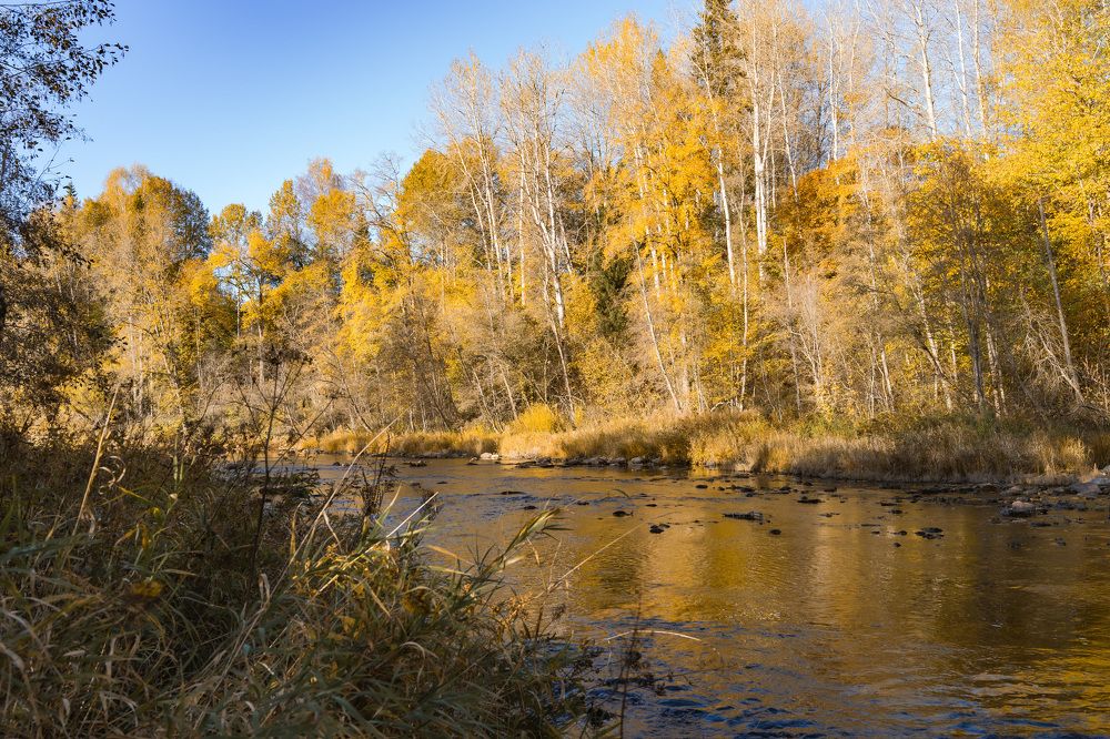 Осень на реке Большая Коша