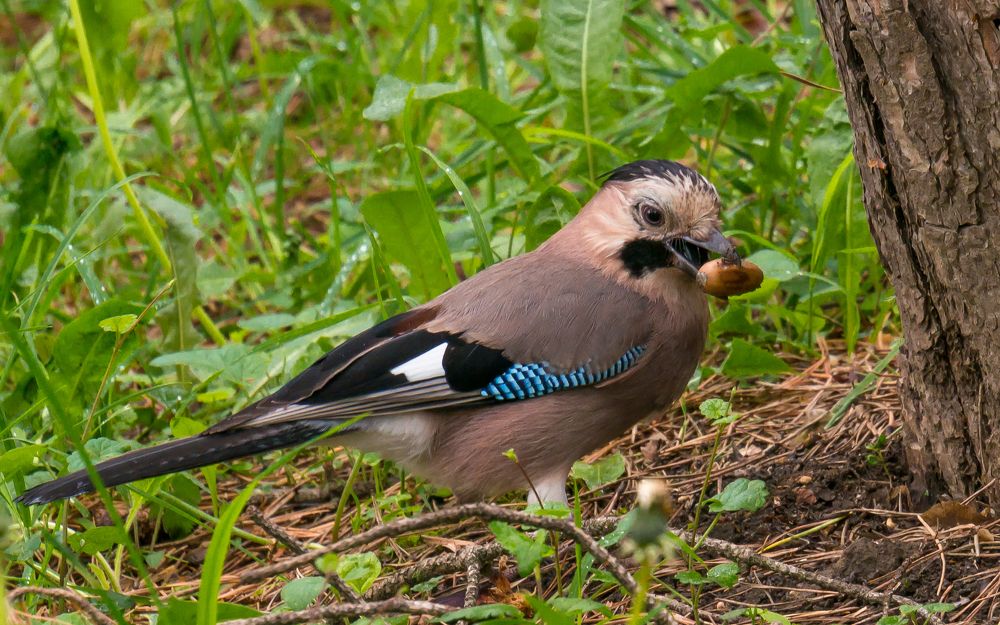Фотография автора Николай Бологов