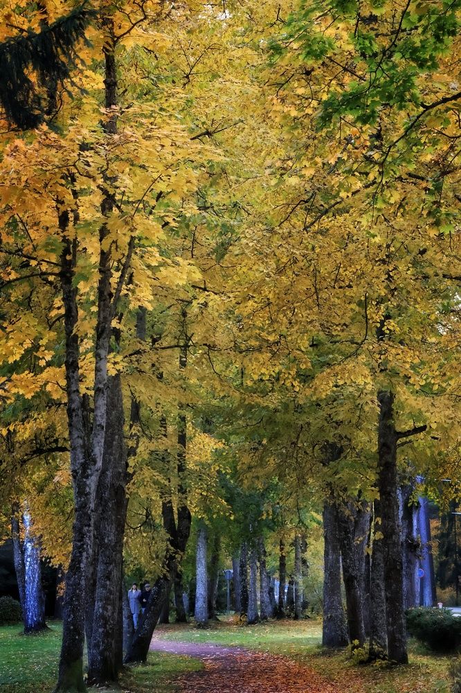 Осень в в УстьНарве
