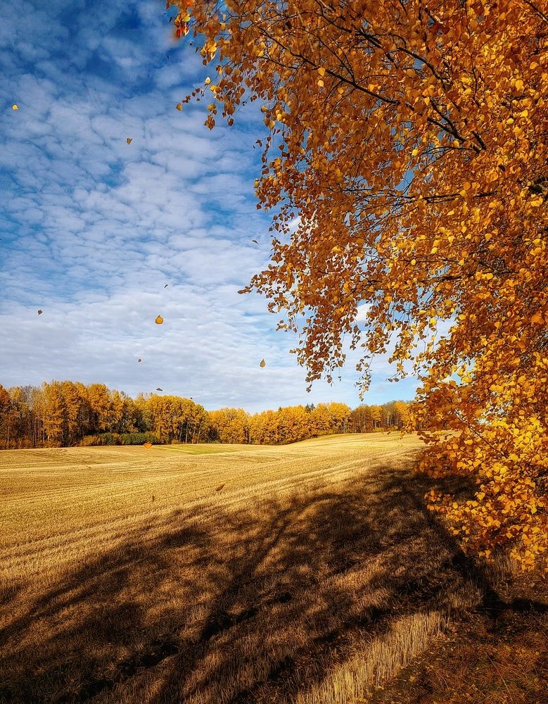 Autumn in its beauty