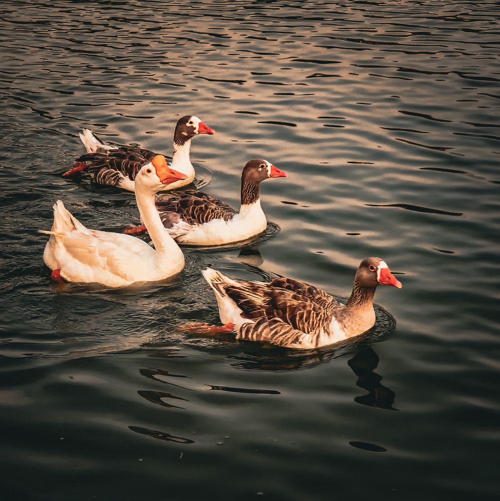 Фотография автора Walfrido Alexandre