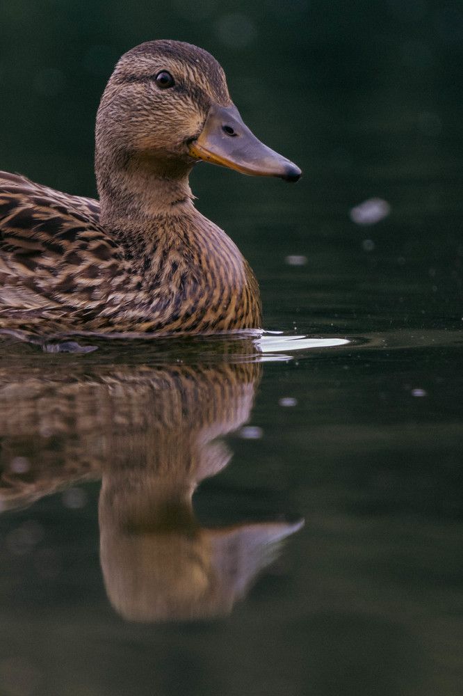 Photograph by Александр Ходакин
