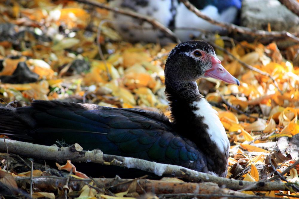 Photograph by Ольга Павлова