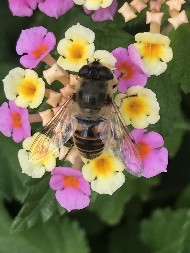 Как не собрать нектар с этого прелестного цветка?!..