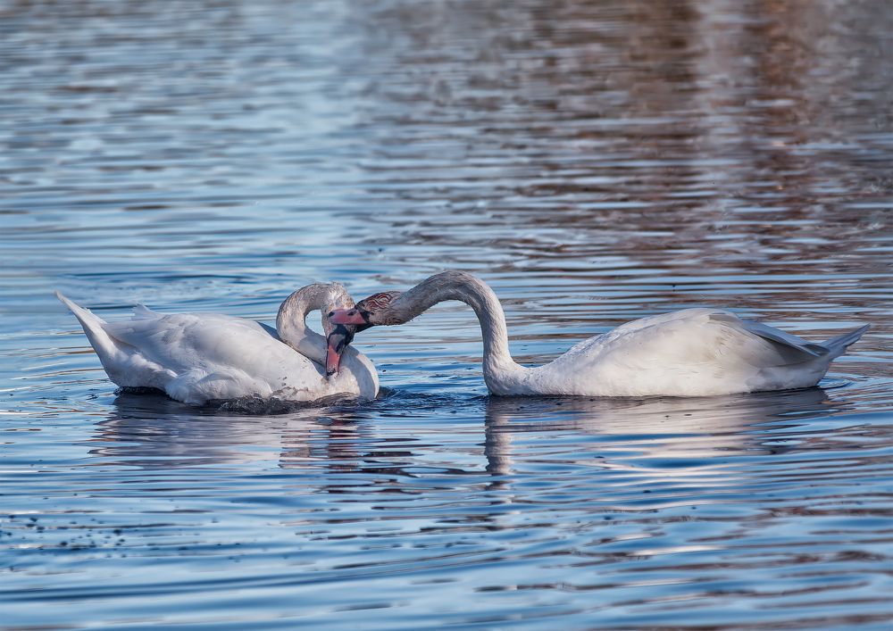 Photograph by Владимир Кваша
