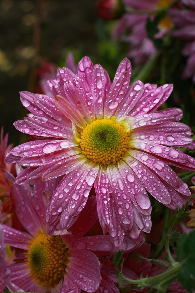 Фотография автора Олеся Лукьяненко