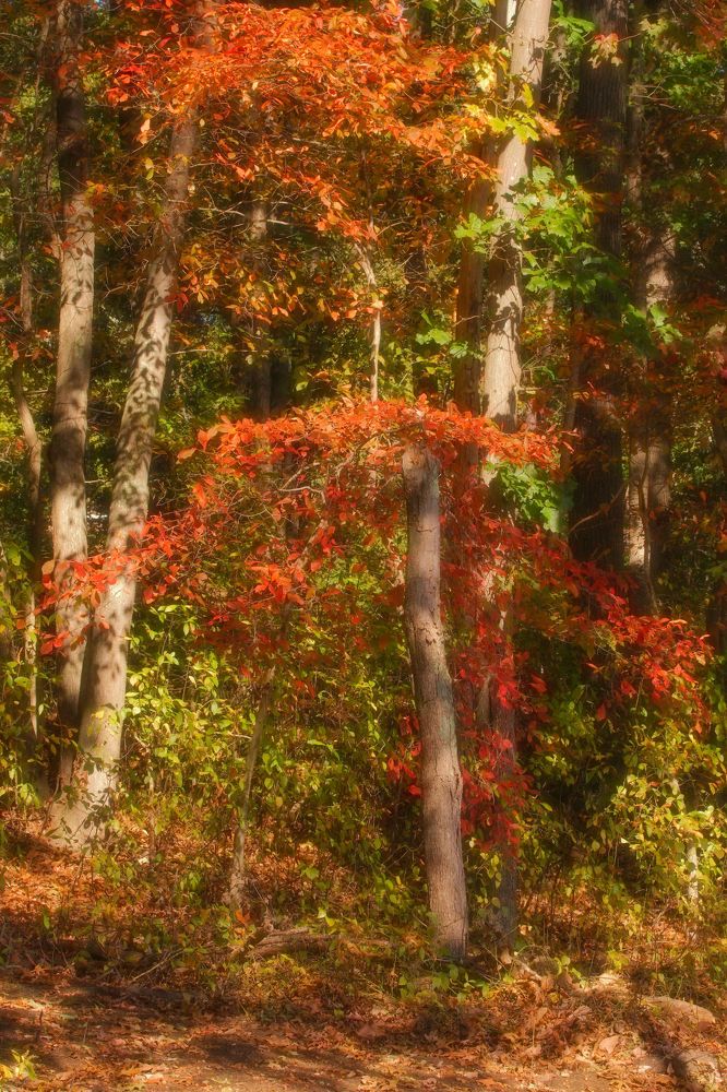 Photograph by Oleg Chemodanov