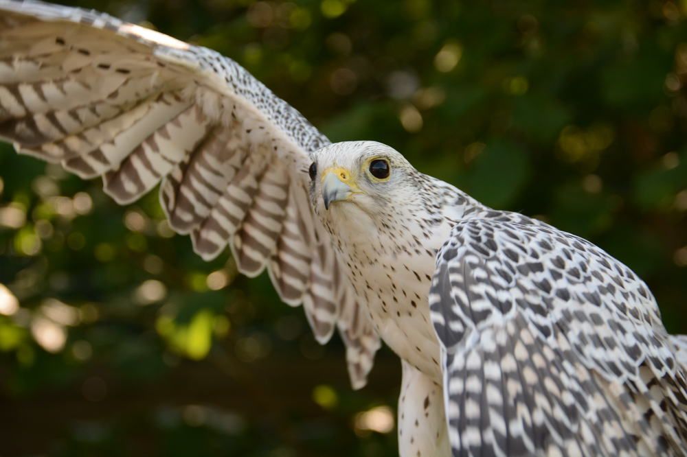 Супермодель