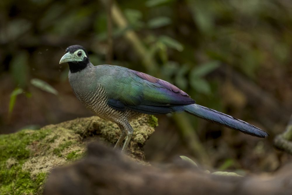 Bornean Ground cuckoo