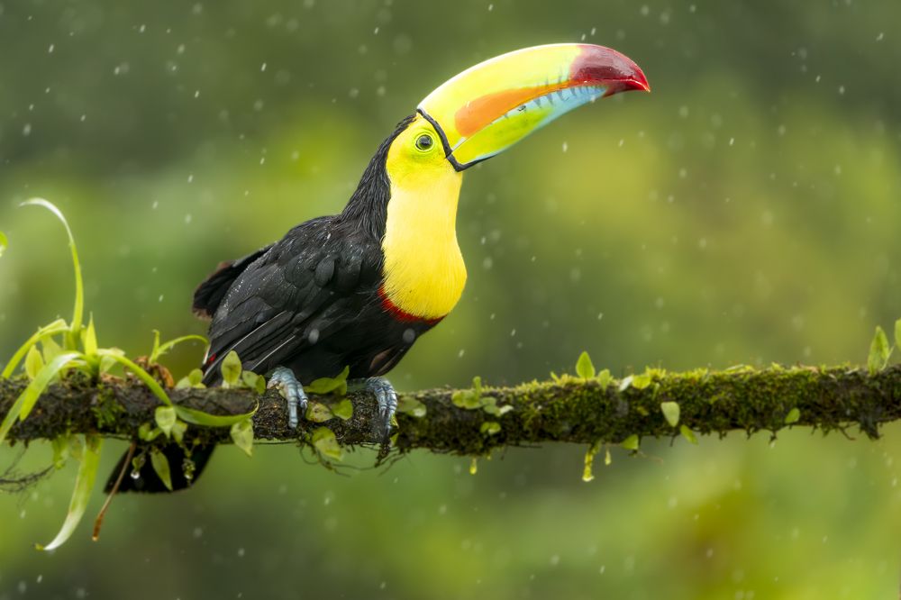 Toucan in Rain