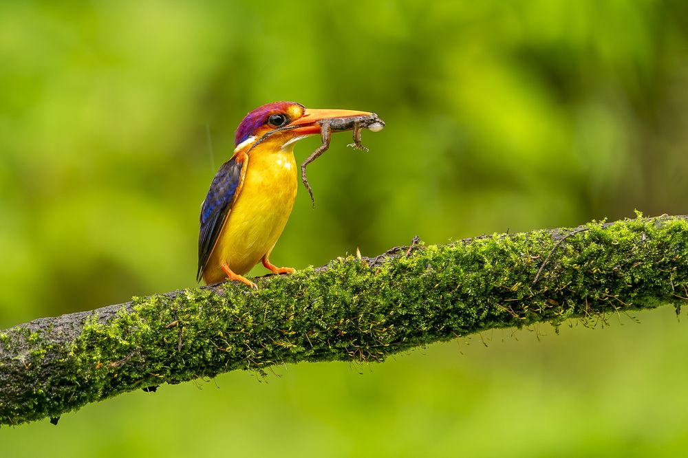Black Backed Dwarf Kingfisher