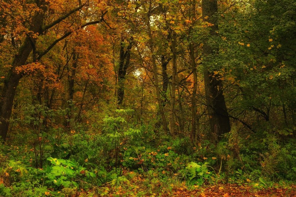 Photograph by Микрокосмос Владимир