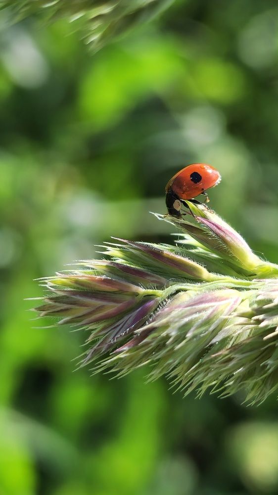 Фотография автора Ольга Быстрова