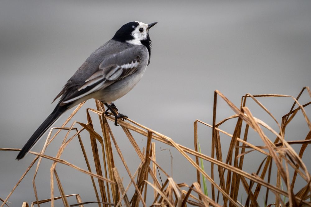 Фотография автора Бычков Валерий