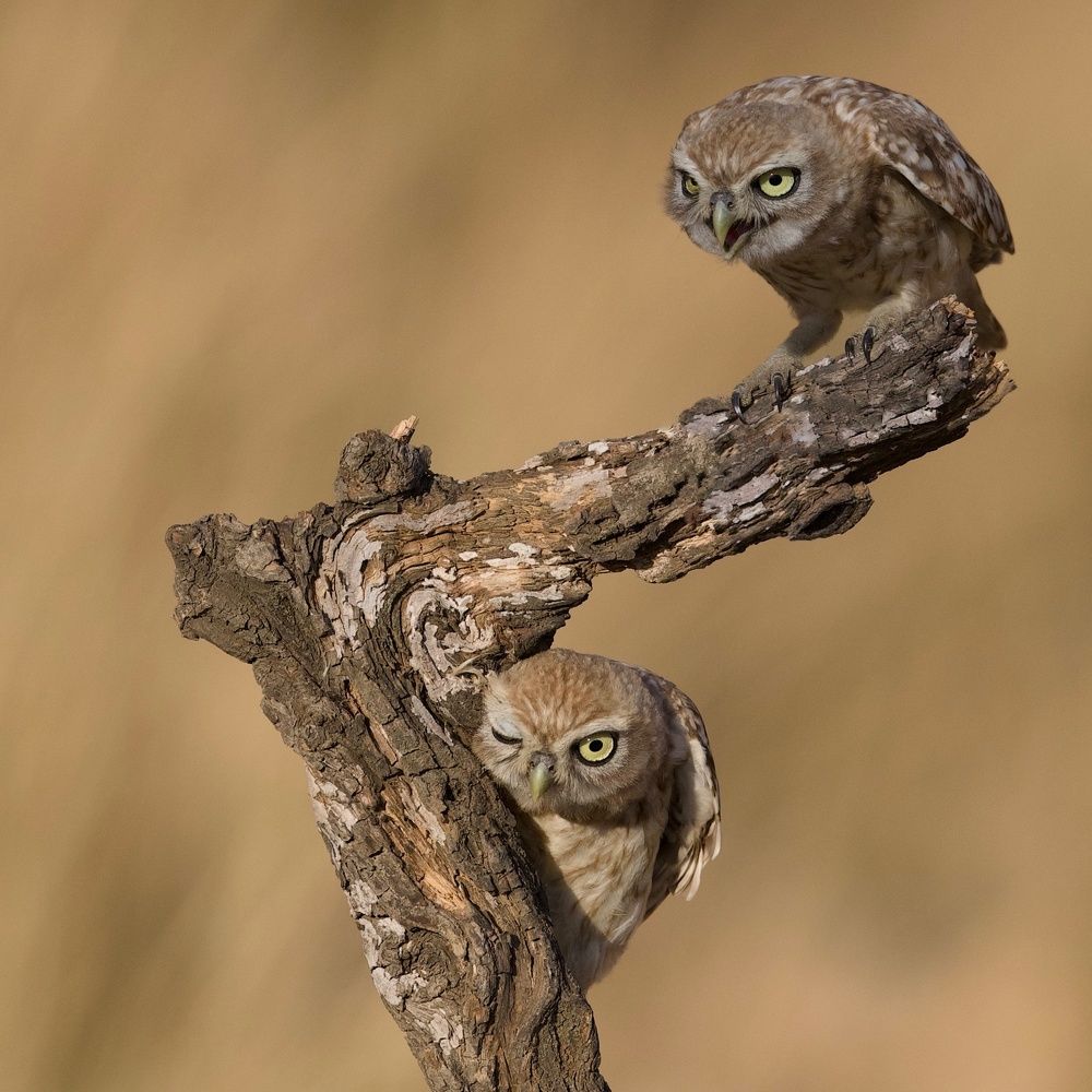 Little owls