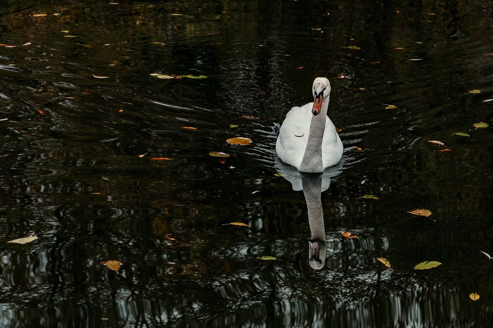 Photograph by Виталий Шкадинов