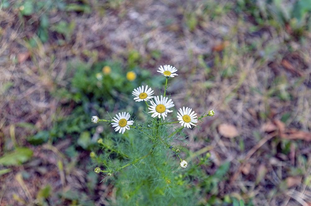 Цветы октября