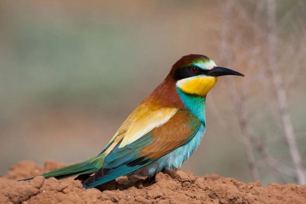 Фотография автора Ольга Юдина