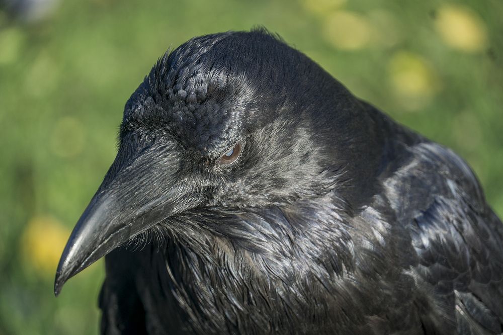 Photograph by Елена Белькова