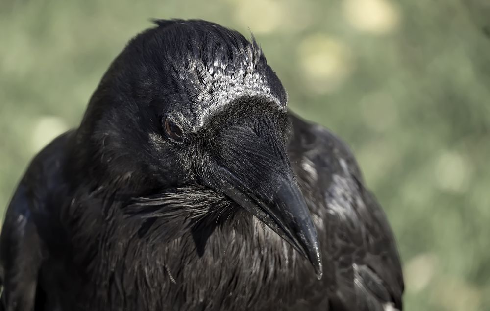 Photograph by Елена Белькова