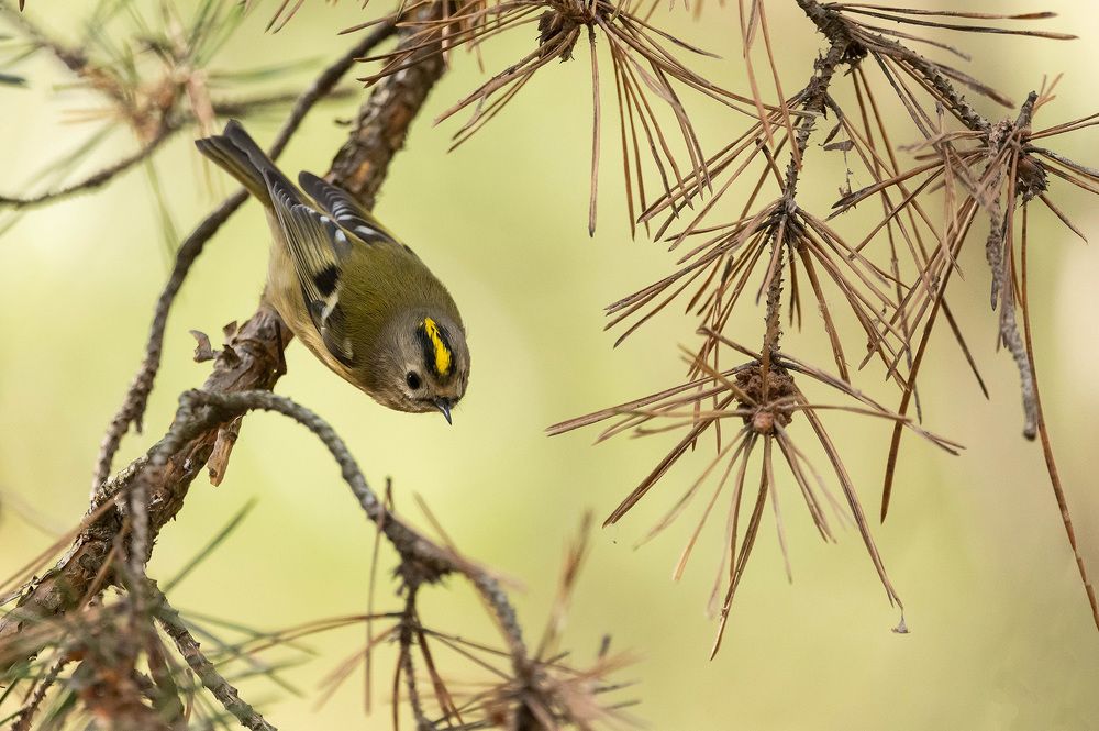 Photograph by Александр Щербаков